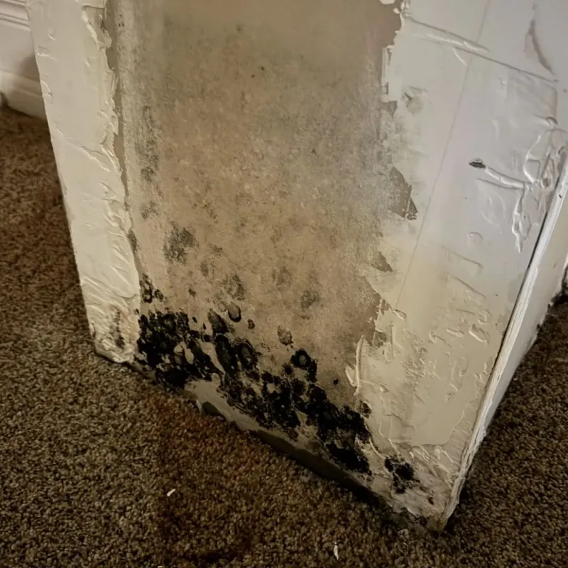 Professional Mold Removal in Orange County, NC